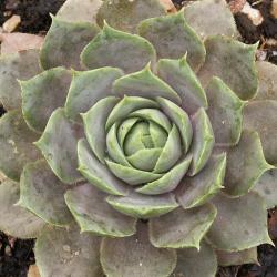 Sempervivum - Dachwurz - Hauswurz